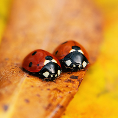MUSE Photography Awards Platinum Winner - Microcosmic Marvels: Ladybugs in Nature's Embrace by Alina Zakovyrko