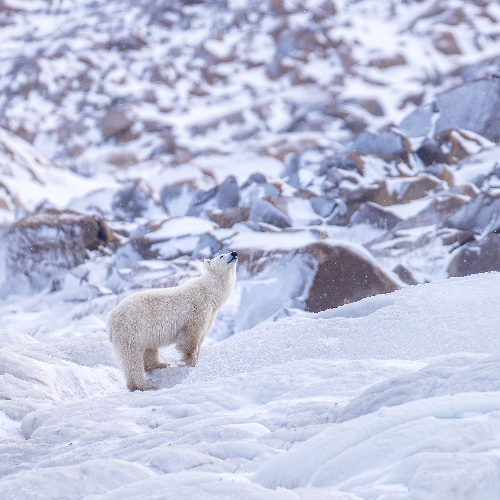 MUSE Photography Awards Gold Winner - The prayer  by Rares Besliu