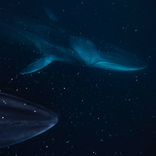 MUSE Photography Awards Category Winners of the Year Winner - Starcruisers by Eric Kanigan