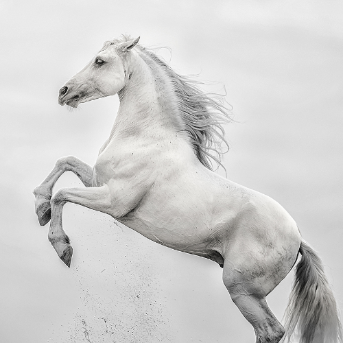 MUSE Photography Awards Gold Winner - White Stallion by Jacqueline G Harris