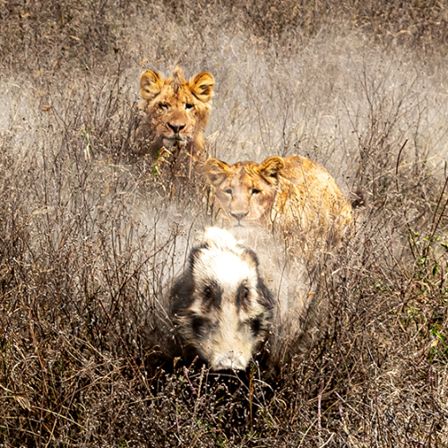 MUSE Photography Awards Gold Winner - Pig's Lucky Day by Alex E. Daley