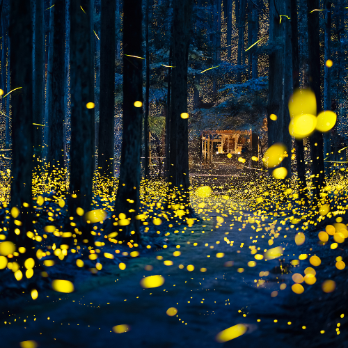 Fireflies flying - Photography Winner