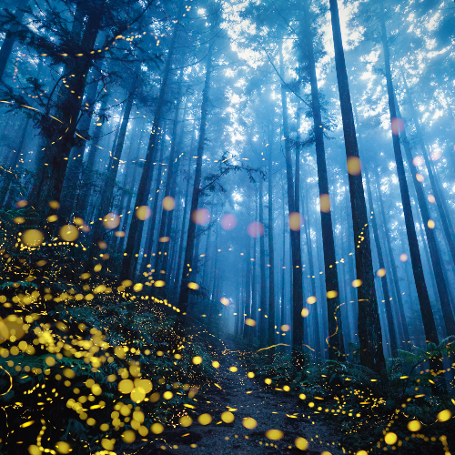 MUSE Photography Awards Platinum Winner - Dreamy firefly by Shirley Wung