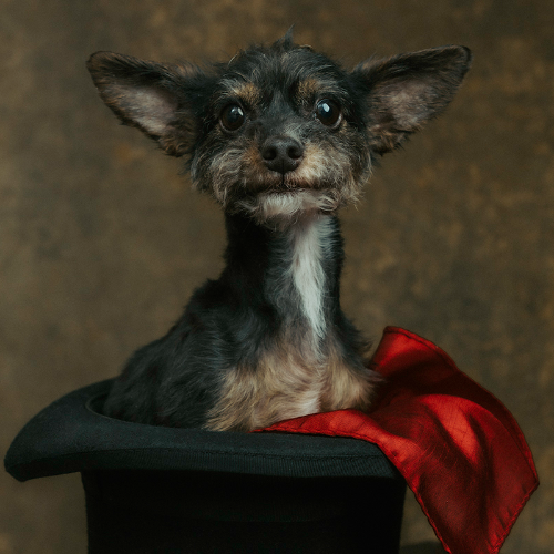 MUSE Photography Awards Gold Winner - The Portrait of Sir Alfred in a Top Hat by Tanya Metaxa