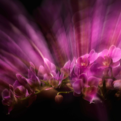 MUSE Photography Awards Silver Winner - floral eclipse by anna aldighieri