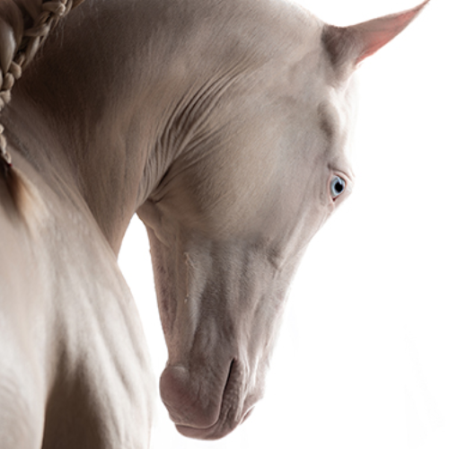 MUSE Photography Awards Silver Winner - Horse Soul by Tony Mendes