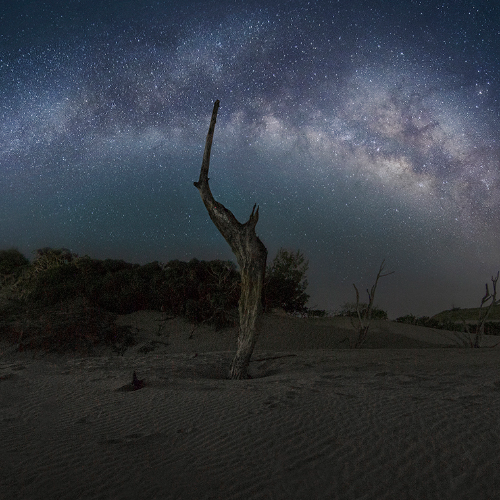 MUSE Photography Awards Gold Winner - Dead Tree In The Starry Sky by Ru Fang Dong