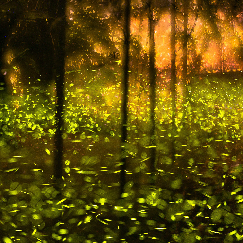 MUSE Photography Awards Gold Winner - The fireflies of Namasia by Chia-He Hung