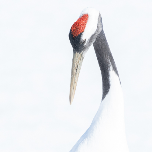 Japanese crane