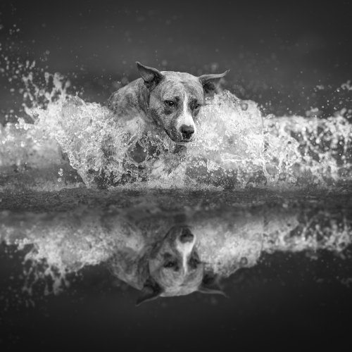 MUSE Photography Awards Platinum Winner - Force of Nature by Lucie Nermutova