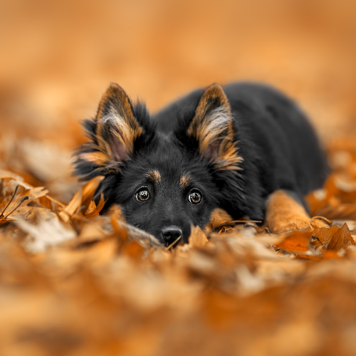 MUSE Photography Awards Gold Winner - Autumn Hideaway by Lucie Nermutova