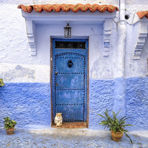 MUSE Photography Awards Silver Winner - Cat at the Door by Glenn Goldman