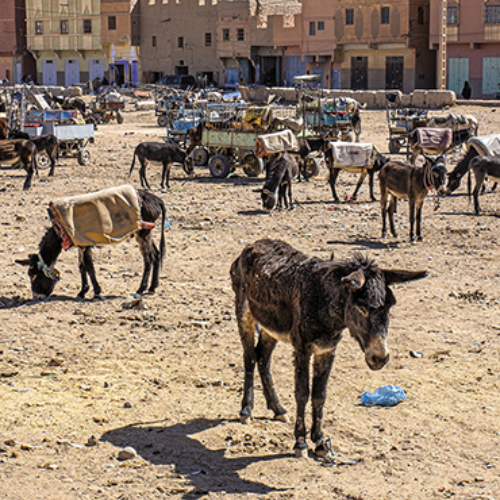 MUSE Photography Awards Silver Winner - Donkey Parking in Rissani by Glenn Goldman