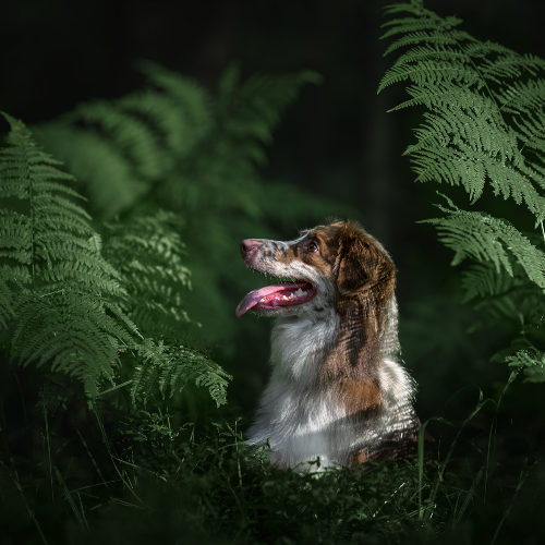 MUSE Photography Awards Gold Winner - Whisper of the Wild by Lucie Nermutova