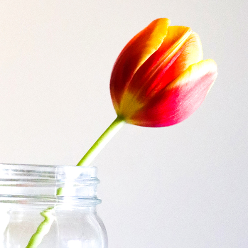 MUSE Photography Awards Silver Winner - Fresh as a Tulip by Ashleigh Beckmann