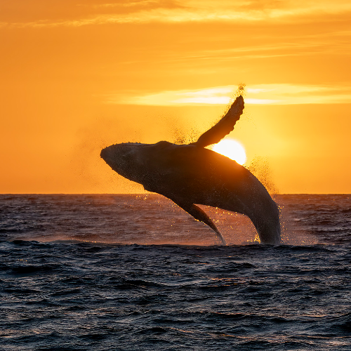 MUSE Photography Awards Platinum Winner - Touching the Sky by Andrea Izzotti