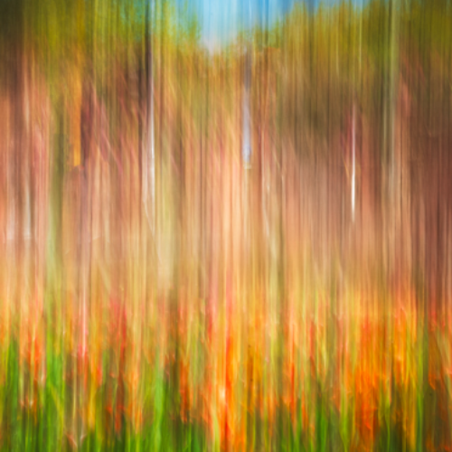 MUSE Photography Awards Silver Winner - flowers in the wind by anna aldigheri