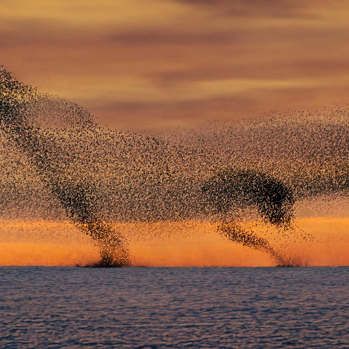 MUSE Photography Awards Platinum Winner - Murmurations of Starlings by Todor Tilev