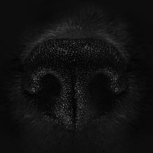 MUSE Photography Awards Gold Winner - The Essence of Scent by Lucie Nermutova