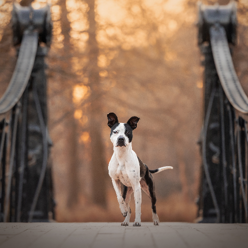 MUSE Photography Awards Silver Winner - Victorian Bridge by Grace Fieselman