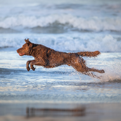 MUSE Photography Awards Silver Winner - Dashing Dive by Grace Fieselman