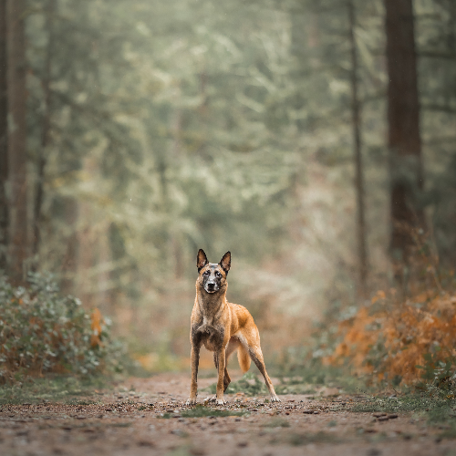 MUSE Photography Awards Silver Winner - Enchanted Forest by Grace Fieselman
