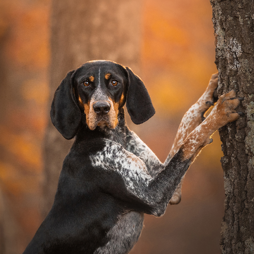 MUSE Photography Awards Silver Winner - Hardworking Hound by Grace Fieselman