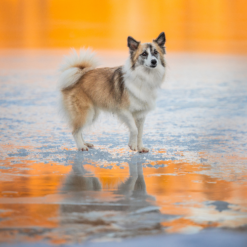 MUSE Photography Awards Silver Winner - Fiery Frost by Grace Fieselman
