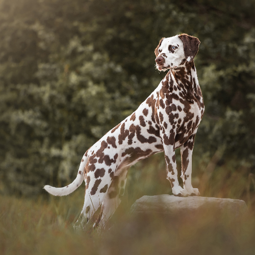 MUSE Photography Awards Silver Winner - Peaceful Ponder by Grace Fieselman