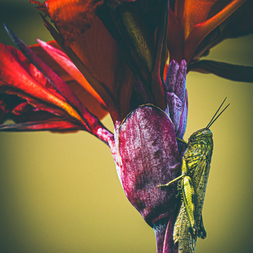 MUSE Photography Awards Silver Winner - Cling by Kylo-Patrick Hart