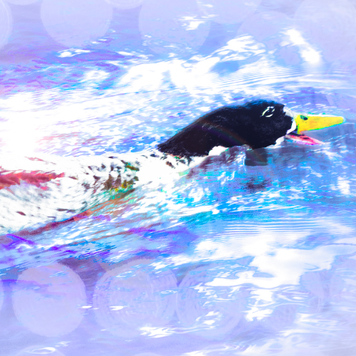 MUSE Photography Awards Silver Winner - Own Little World by Kylo-Patrick Hart