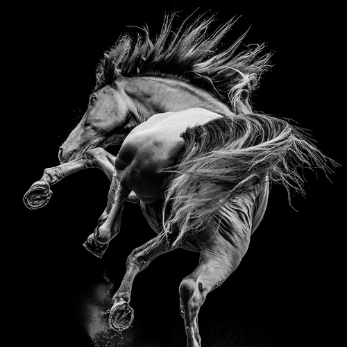 MUSE Photography Awards Gold Winner - contortionist by Samantha Dawn Ebeling