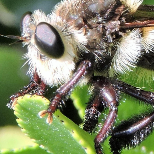 MUSE Photography Awards Gold Winner - Bee by Dawn Renee Darnell