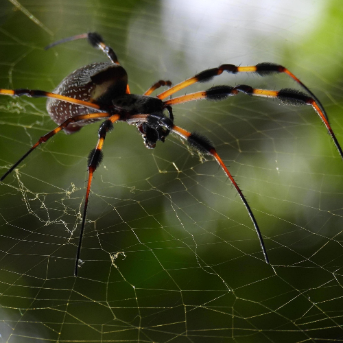 A Big Spider - Photography Winner