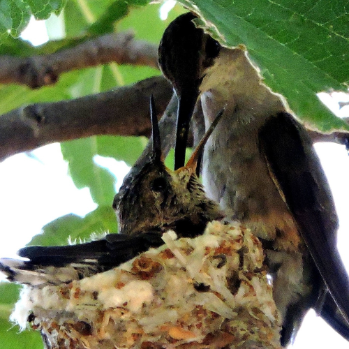 MUSE Photography Awards Silver Winner - Mother and Baby Hummingbirds by Dawn Renee Darnell