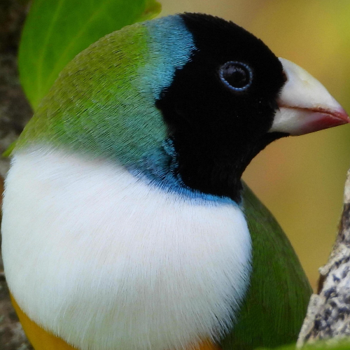 MUSE Photography Awards Silver Winner - Rainbow Bird by Dawn Renee Darnell