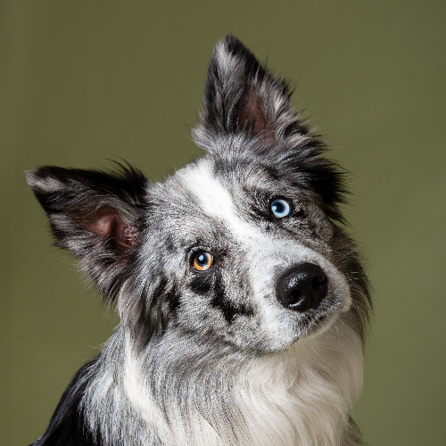 MUSE Photography Awards Gold Winner - Dogs in Studio by Georgia Eason