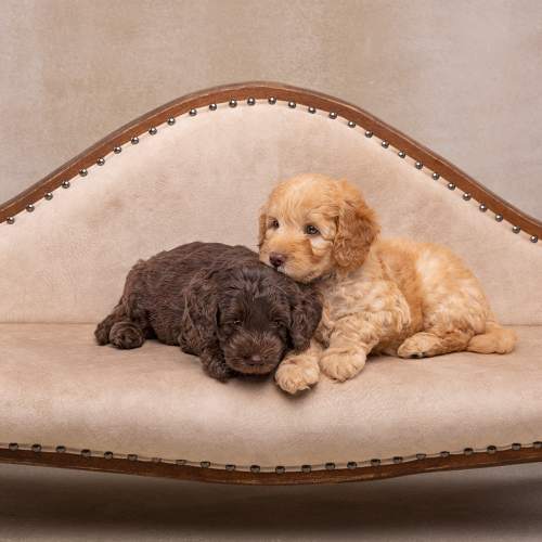 Labradoodle Time