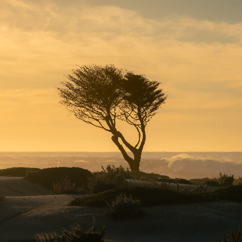 Sunset Cypress Tree at Sunset