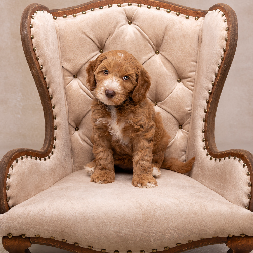 MUSE Photography Awards Gold Winner - Cute As A Button by Louise Wolbers