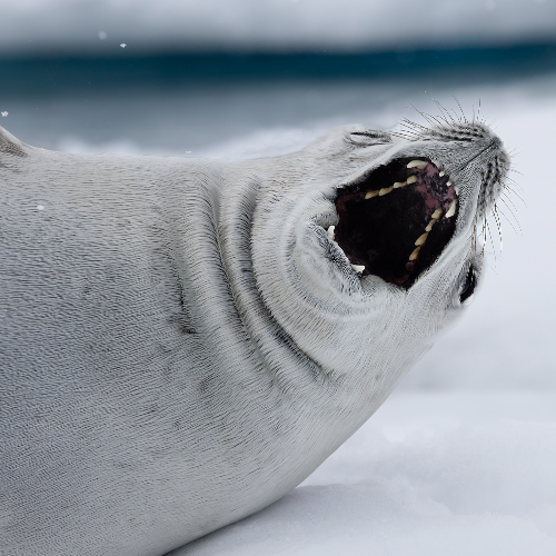 MUSE Photography Awards Platinum Winner - Tickle My Belly HAHA by Louise Wolbers