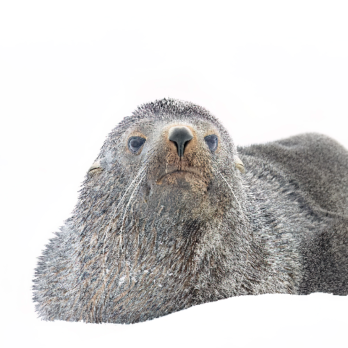 MUSE Photography Awards Silver Winner - Frosty and Cold by Louise Wolbers