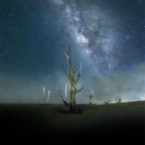MUSE Photography Awards Gold Winner - Dead Tree Under The Starry Sky by Didi Hsu