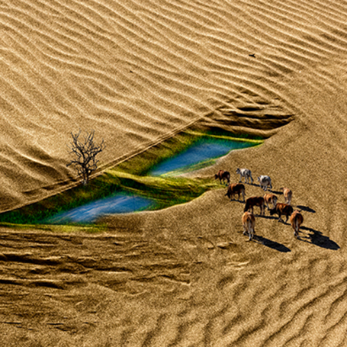 Cow on the sandbar - Photography Winner