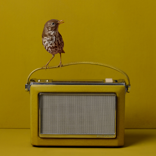 Feathered Fables  - Photography Winner