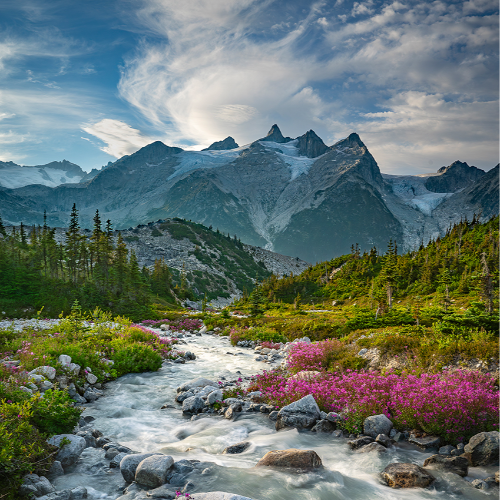 MUSE Photography Awards Silver Winner - Petals and Peaks by Leslie Robins