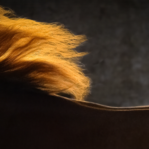 MUSE Photography Awards Platinum Winner - Swift Elegance by Leslie Robins
