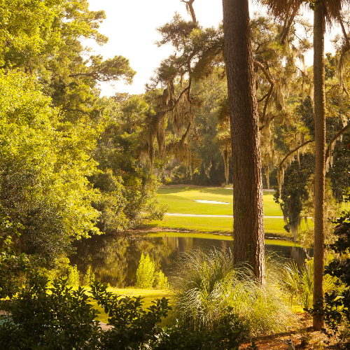 MUSE Photography Awards Gold Winner - Palmetto Palms by Caroline Petry 