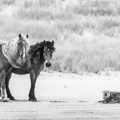 Guardians of the Dunes: A Black & White Portrait of Sable Island’s Wild Horses