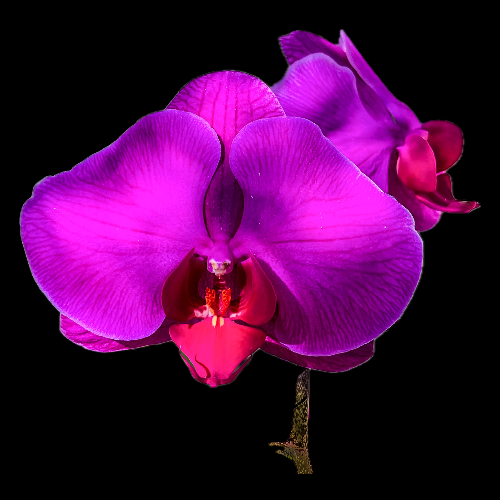 Wilton Station Orchids